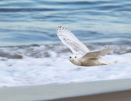 mass audubon snowy owl mass audubon snowy owl